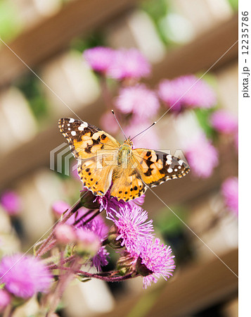 ヒメアカタテハとカオリアザミ ヒメアカタテハとカオリアザミ 12235786