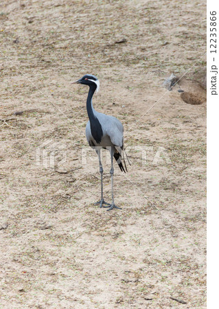Red-crowned crane 12235866