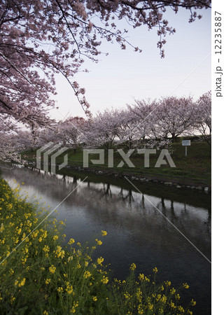 ソメイヨシノ ソメイヨシノ 12235887