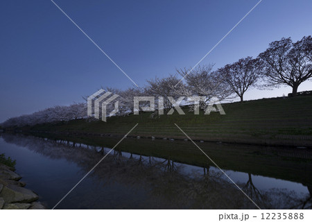 ソメイヨシノ 12235888