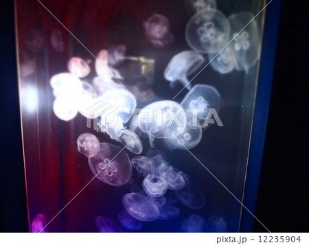 クラゲ 12235904
