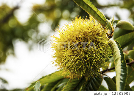 毬栗　栗狩り　秋イメージ 12235905