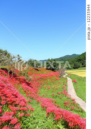 里山の秋～彼岸花 12235944