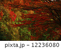 紅葉 12236080