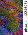 紅葉 12236081