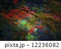紅葉 12236082