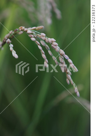 稲穂 12236373