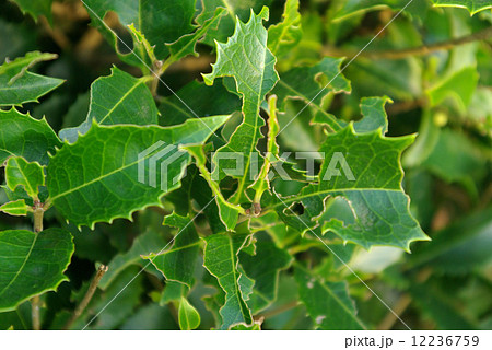 虫食いの葉 12236759