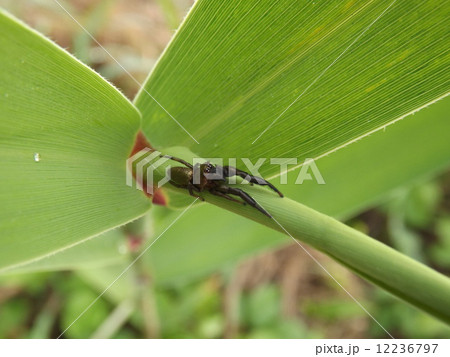 オスクロハエトリ 12236797