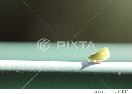 アオバハゴロモ 12236814