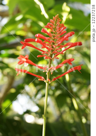 ツツサンゴウバナ  12237238