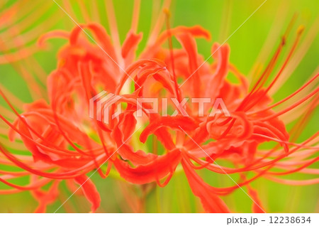 曼珠沙華 12238634