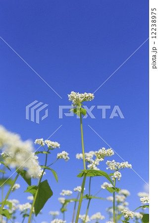 そばの花 12238975
