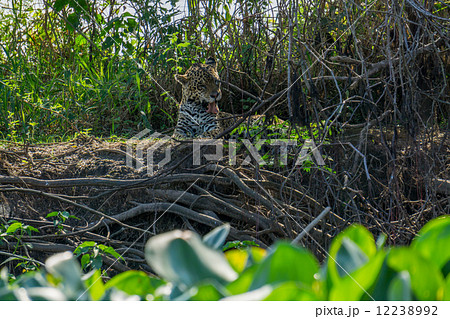 Front view of wild Jaguar licking itself in riverbank, Pantanal, Brazil 12238992