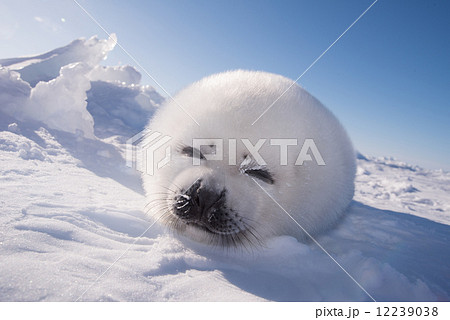 アザラシの赤ちゃん 12239038