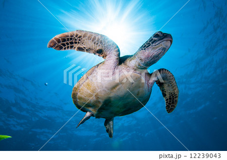 アオウミガメと太陽 アオウミガメと太陽 12239043