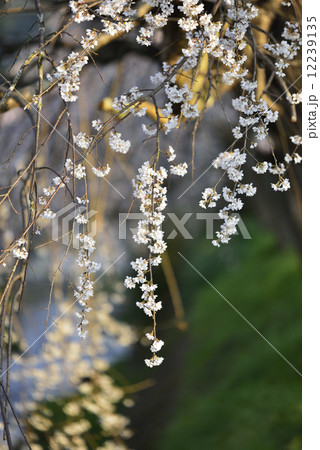 枝垂れ桜 12239135