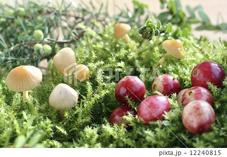 Cranberries Cranberries 12240815