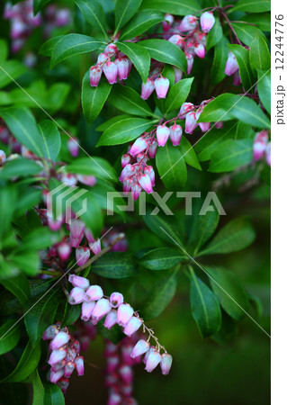 アケボノアセビの花 12244776