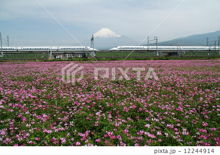 蓮華畑でお見合い 12244914
