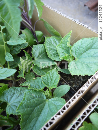 野菜苗 12245526