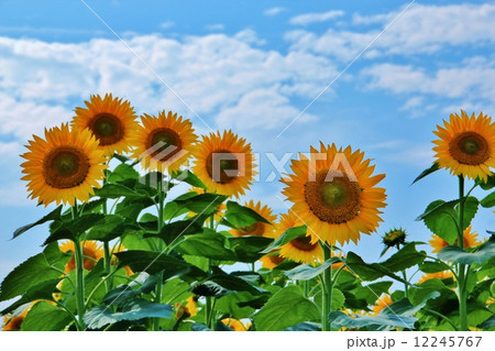 青空の下の爽やかなヒマワリの花 12245767