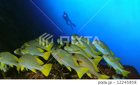 Diver and Sweetlips 12245858