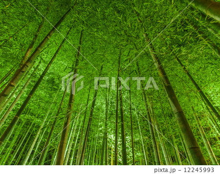 京都 嵐山の竹林 花灯路 京都 嵐山の竹林 花灯路 12245993