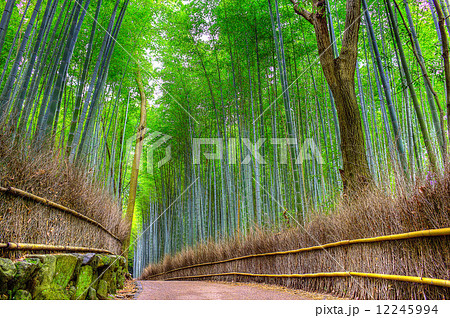 京都 嵐山の竹林 京都 嵐山の竹林 12245994