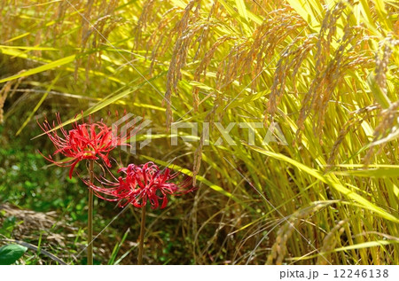 秋の里山~稔る稲穂と満開の彼岸花 秋の里山~稔る稲穂と満開の彼岸花 12246138