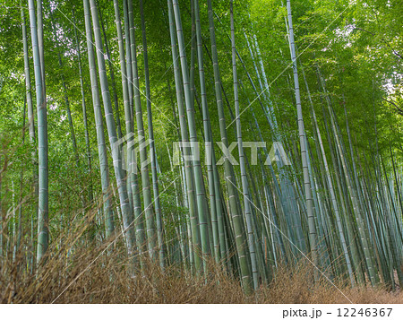 京都 嵐山の竹林 京都 嵐山の竹林 12246367