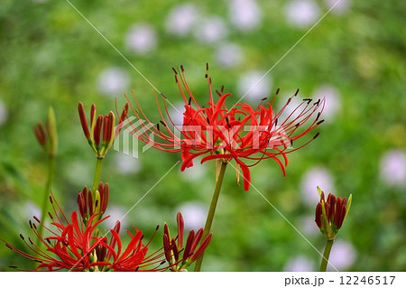 ヒガンバナとホテイアオイ ヒガンバナとホテイアオイ 12246517