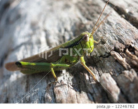 トノサマバッタ 12246782