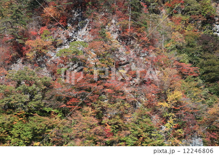 紅葉の山 12246806