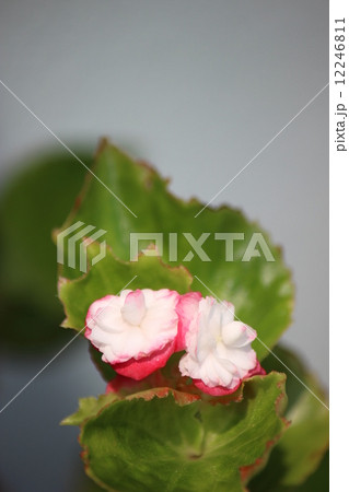 八重咲きベコニア 八重咲きベコニア 12246811