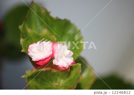 八重咲きベコニア 12246812