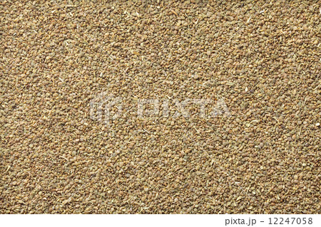 セロリシード セロリシード 12247058