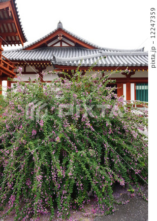 萩の花 12247359
