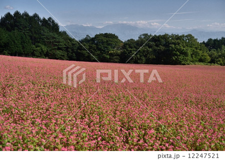 箕輪・赤そばの里 12247521