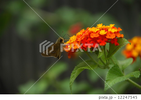 ランタナに止まるチャバネセセリ 12247545