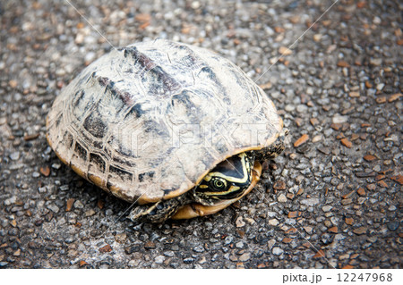 snap fear turtle on the street 12247968