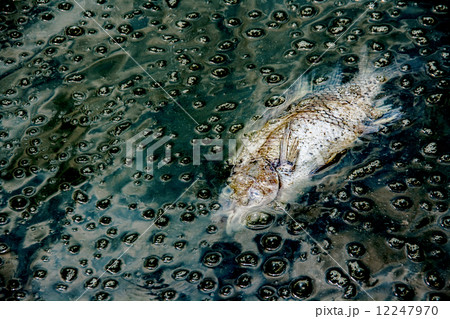 dead fish on dark waste water from river contaminant chemical fr 12247970
