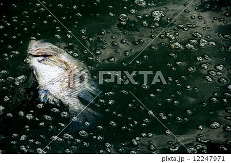 dead fis on waste water 12247971