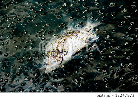 dead fish on dark waste water from river contaminant chemical fr 12247973
