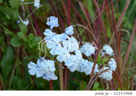 ルリマツリ 12247996