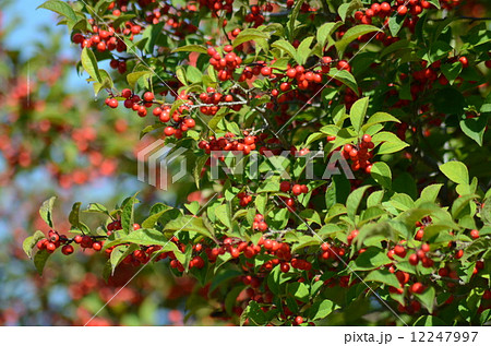 真っ赤に熟したウメモドキの実 12247997