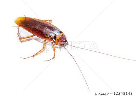 Cockroach isolated on white. 12248143