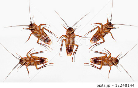 Cockroach dead team isolated on white. 12248144