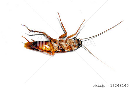 close up crockroach  backside in isolate 12248146
