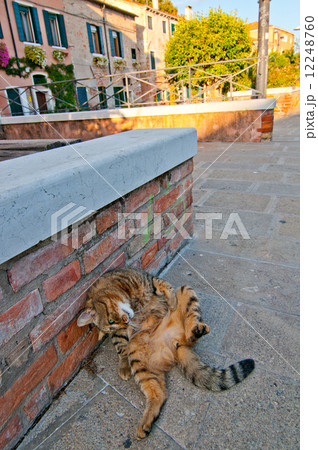 Venice Italy cat on the street 12248760